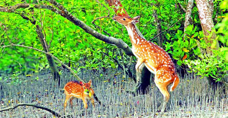 জীববৈচিত্র্য সুরক্ষায় চীনের সহযোগিতা চায় বাংলাদেশ