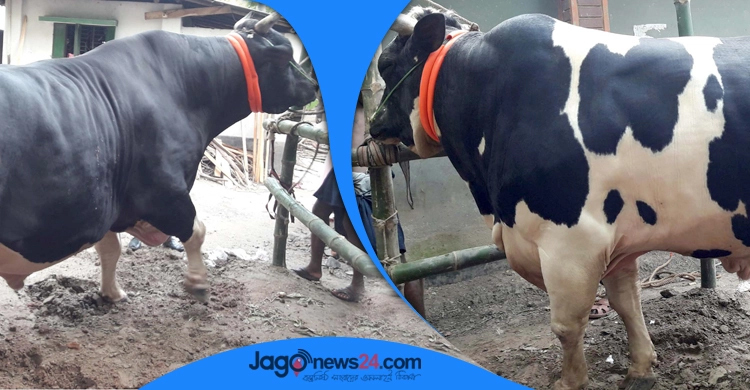 বাংলার বস : ৩০ লাখ দাম উঠেও বিক্রি ১০ লাখে