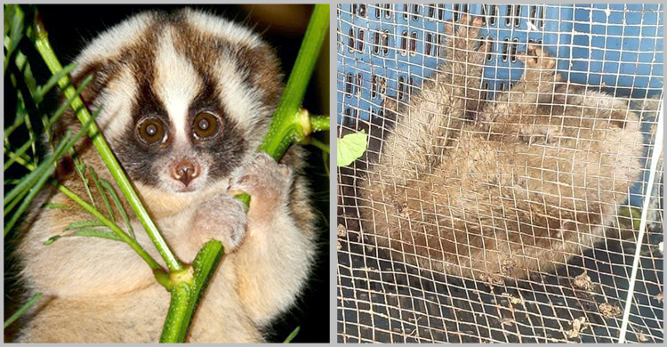 মাধবপুরে বিরল প্রজাতির ‘লজ্জাবতী বানর’ উদ্ধার