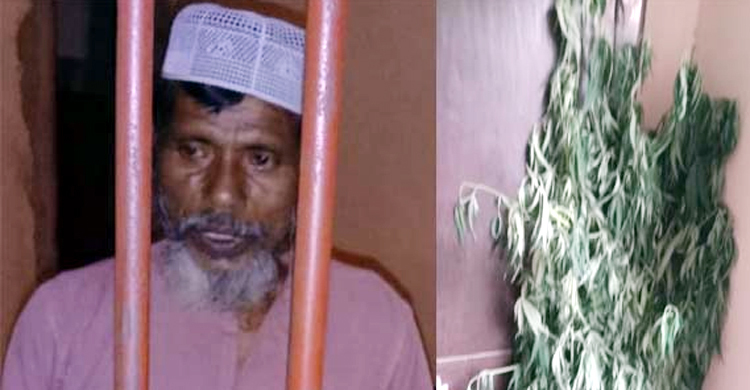 সবজি বাগানে ‘গাঁজা’ চাষ