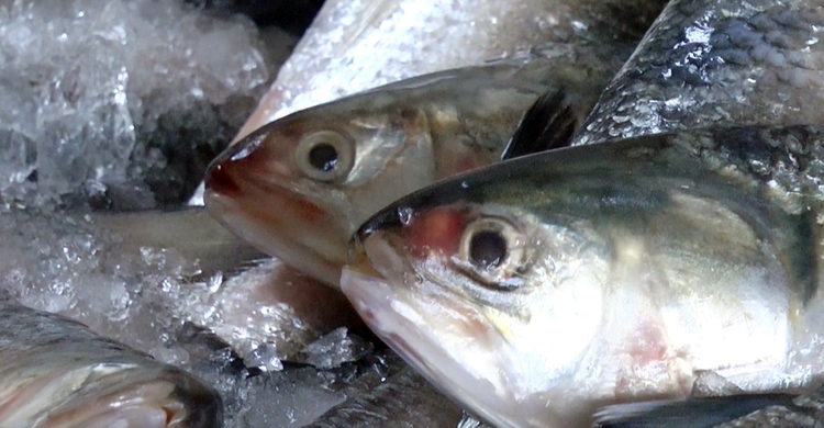 বরগুনায় ধরা পড়ছে ঝাঁকে ঝাঁকে ইলিশ