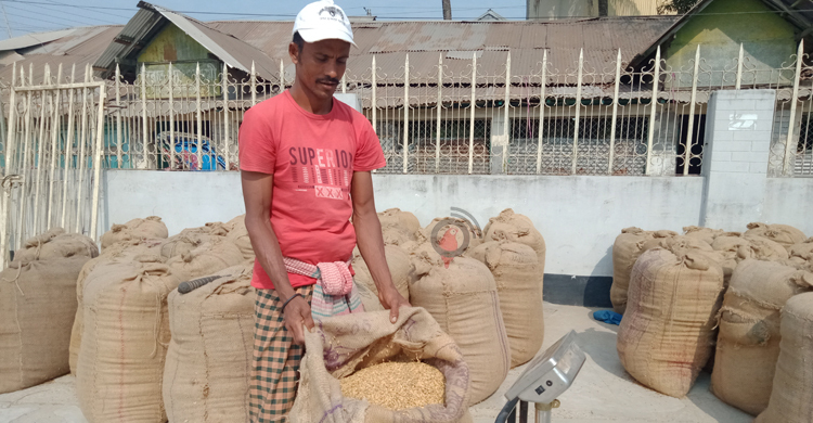 বরগুনায় ধান সংগ্রহে ভাটা