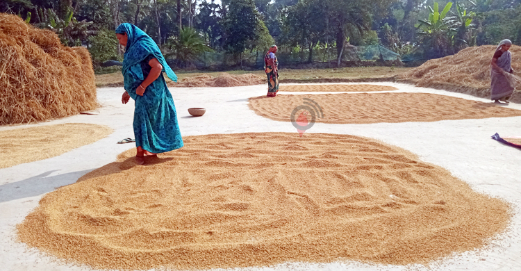 বরগুনায় সরকারি ধান সংগ্রহে ভাটা