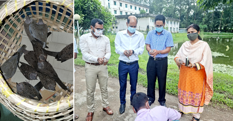 মুক্ত আকাশে উড়লো উদ্ধার ১০ ঘুঘু