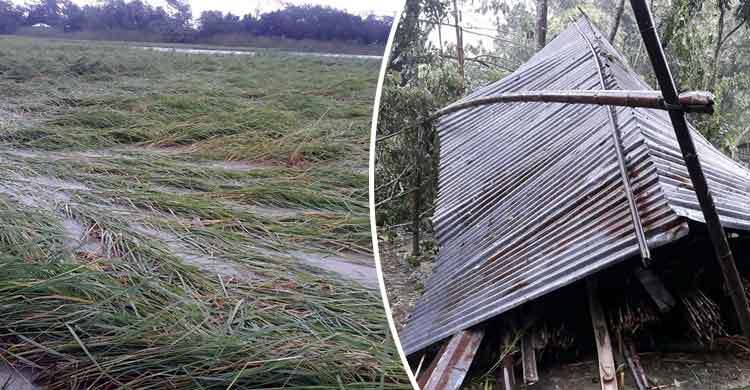 বরিশালে ১ লাখ ৬ হাজার হেক্টর ফসলি জমির ক্ষতি