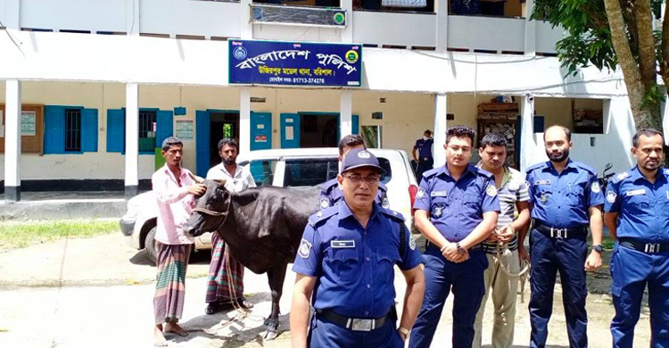 গরু চুরি করতে প্রাইভেটকার কিনেছেন তিনি