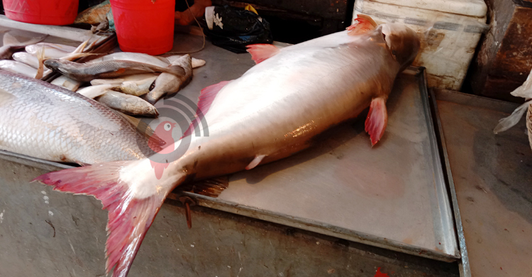 ২০ হাজারে বিক্রি হলো ২৫ কেজির পাঙ্গাশ