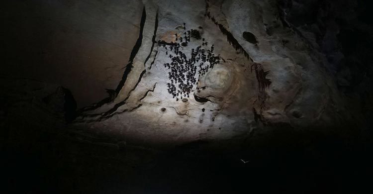 Coronavirus outbreak likely began with bats