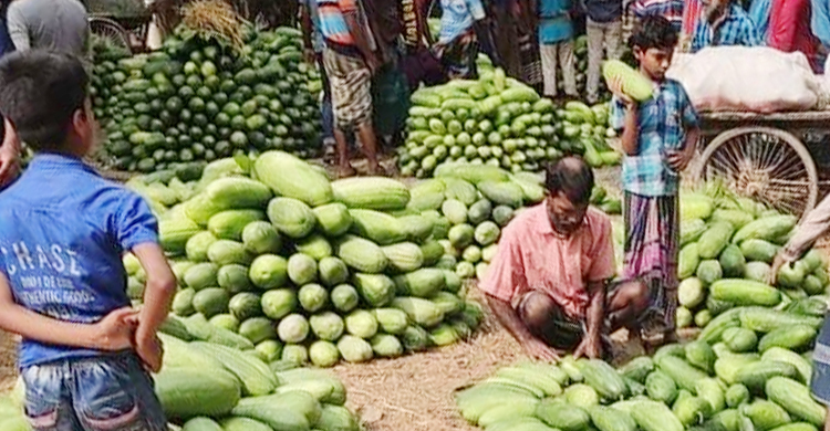 ক্ষেতেই নষ্ট হচ্ছে লালমি-বাঙ্গি