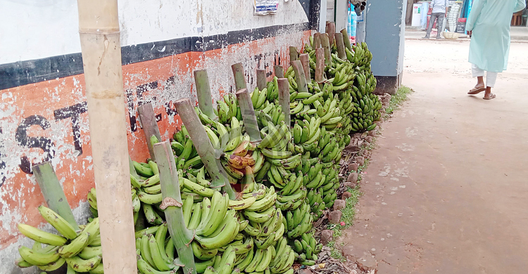 মৌলভীবাজারে বেড়েছে কলার দাম