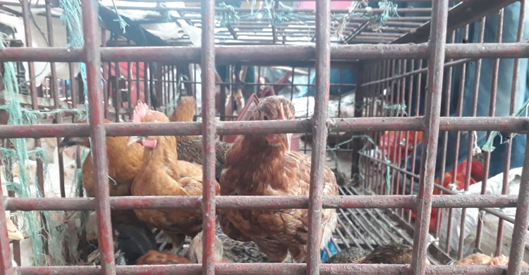 দেশি মুরগির দাম কেজিতে বেড়েছে ১০০ টাকা