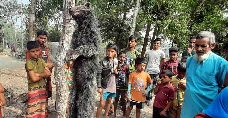 লাশখেকো ভেবে বিপন্নপ্রাণী গন্ধগোকুলকে পিটিয়ে হত্যা