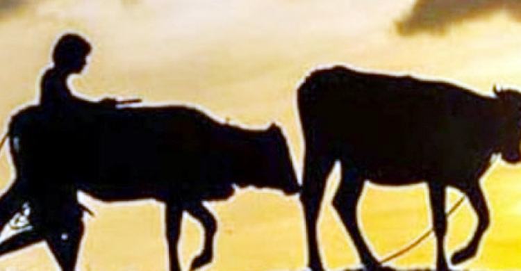 গোয়ালঘর থেকে কৃষকের ৪ গরু নিয়ে গেলো চোর