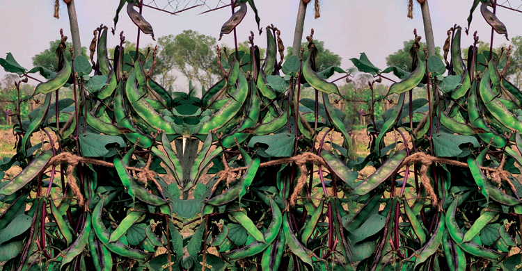 খাটো শিমের নতুন জাত উদ্ভাবন, চাষে লাগবে না মাচা