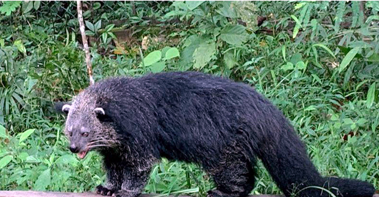 লাউয়াছড়ায় বিপন্ন বাঁশ ভাল্লুক অবমুক্ত