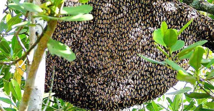 দিনাজপুরে মৌমাছির কামড়ে একজনের মৃত্যু, ১৫ জন অসুস্থ