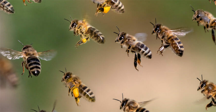 একঝাঁক মৌমাছির কামড়ে প্রাণ গেল বৃদ্ধের