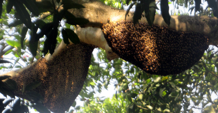 ভবন ও গাছে মৌমাছির শতাধিক বাসা