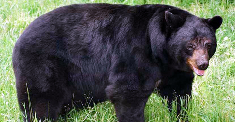 গরু খুঁজতে গিয়ে ভাল্লুকের আক্রমণে গুরুতর আহত বৃদ্ধ