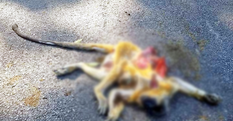 খাবারের সন্ধানে বের হয়ে মারা গেল হনুমানটি