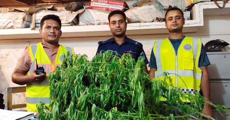 ‘ফকিরের’ বাড়িতে গাঁজার গাছ