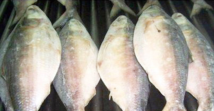 দুর্গাপূজায় ভারতে ইলিশ পাঠাবে ৪৯ প্রতিষ্ঠান