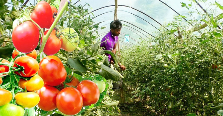 শিম-টমেটো চাষে লাভবান শার্শার চাষিরা