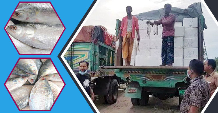 তিনদিনে বাংলাদেশ থেকে ভারতে গেল ১৯৭ মেট্রিক টন ইলিশ