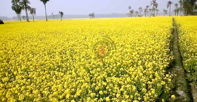 চাহিদা বেড়েছে, শার্শায় মাঠজুড়ে সরিষা আবাদ
