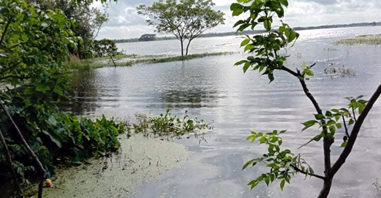 ভারতের পানিতে তলিয়ে গেছে শার্শায় সাড়ে ৩শ হেক্টর জমির ফসল