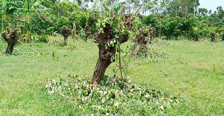 চাষির সর্বনাশ, দেড় বিঘা জমির কুলগাছ কেটে ফেলল দুর্বৃত্তরা