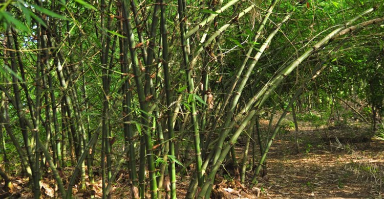 বাঁশঝাড় থেকে বৃদ্ধার লাশ উদ্ধার