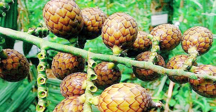 হারিয়ে যাচ্ছে বেতফল