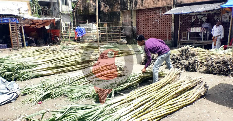 ভোলায় আখের বাম্পার ফলনেও বিপাকে ৩ হাজার কৃষক