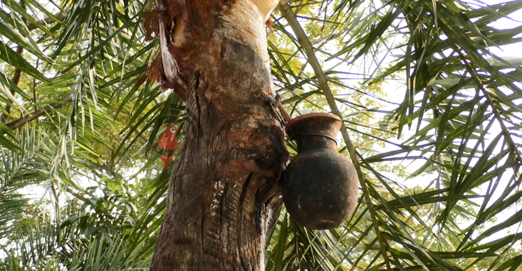 ভোলায় হারিয়ে যেতে বসেছে খেজুর রসের ঐতিহ্য