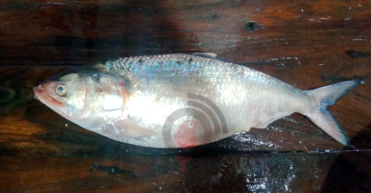 ২ কেজির রাজা ইলিশ ৬২০০ টাকায় বিক্রি