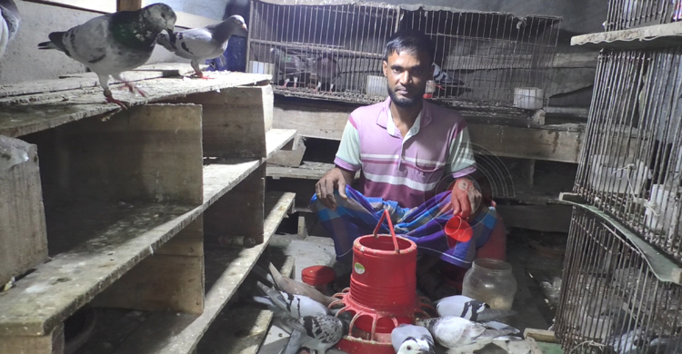কবুতর বেচে নাজিম মাঝির মাসিক আয় ৪০ হাজার