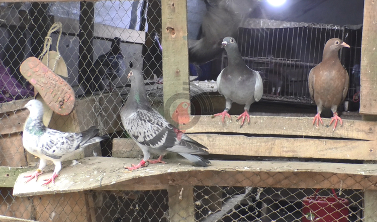 কবুতর বেচে নাজিম মাঝির মাসিক আয় ৪০ হাজার