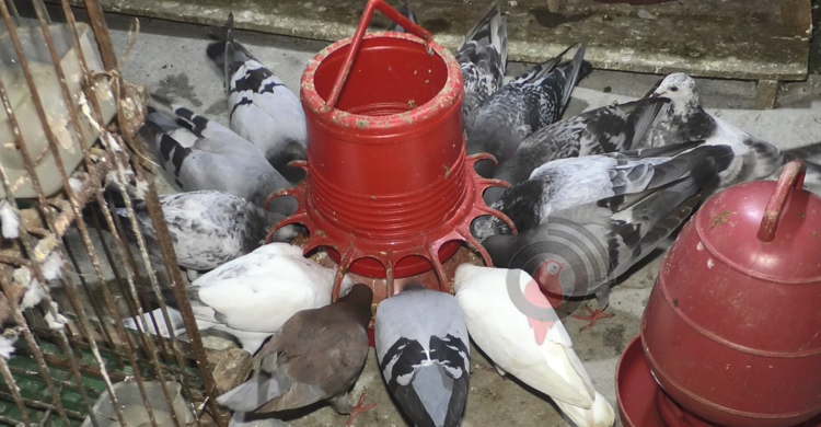 কবুতর বেচে নাজিম মাঝির মাসিক আয় ৪০ হাজার