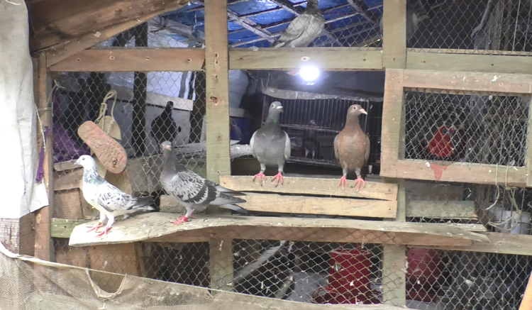 কবুতর বেচে নাজিম মাঝির মাসিক আয় ৪০ হাজার