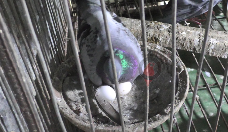 কবুতর বেচে নাজিম মাঝির মাসিক আয় ৪০ হাজার