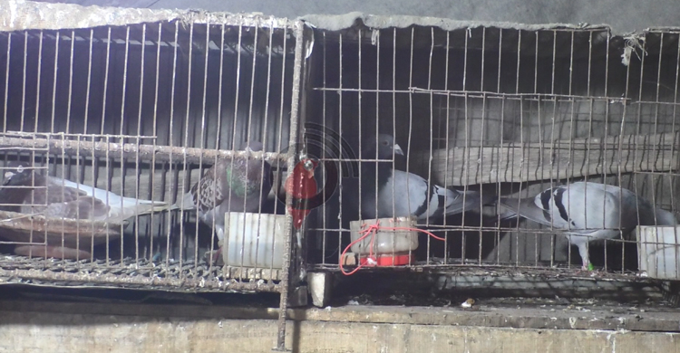 কবুতর বেচে নাজিম মাঝির মাসিক আয় ৪০ হাজার