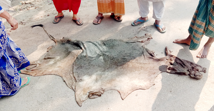গোয়ালের তালা কেটে গরু চুরি, দুদিন পর বিলে মিললো চামড়া
