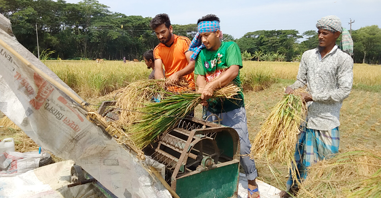 ভোলায় কৃষকের ধান কেটে মাড়াই করে ঘরে তুলে দিল ছাত্রলীগ