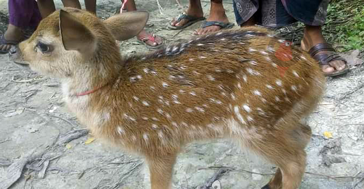 ভোলায় জোয়ারে ভেসে আসা হরিণ শাবক বনে অবমুক্ত