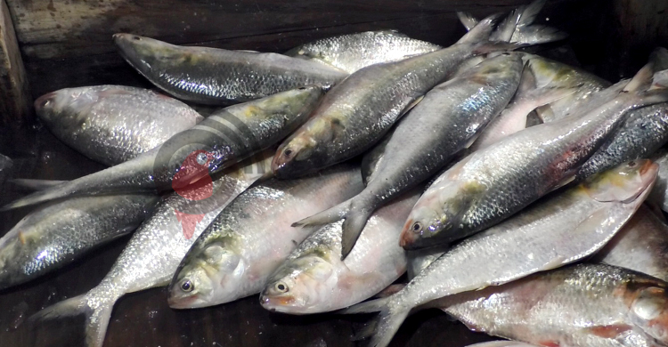 ভোলায় ঝাঁকে ঝাঁকে ধরা পড়ছে ইলিশ, দাম চড়া