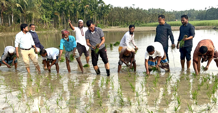 কাদাপানিতে নেমে ধানের চারা রোপণ করলেন এমপি শাওন