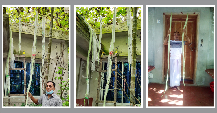 বাড়ির আঙিনায় ১০ ফুট লম্বা চিচিঙ্গা, উৎসুক মানুষের ভিড়