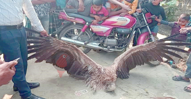 ভোলায় রাস্তার পাশে মিললো হিমালয়ান গৃধিনী প্রজাতির শকুন