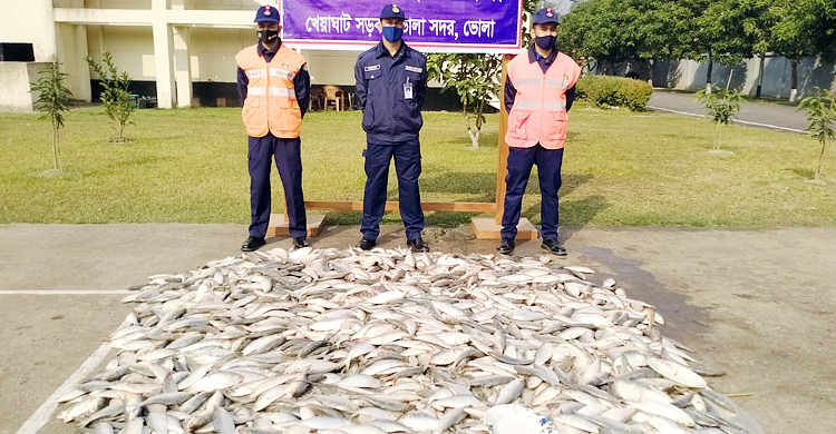 চার পিকআপে মিললো ৬০০ কে‌জি জাটকা